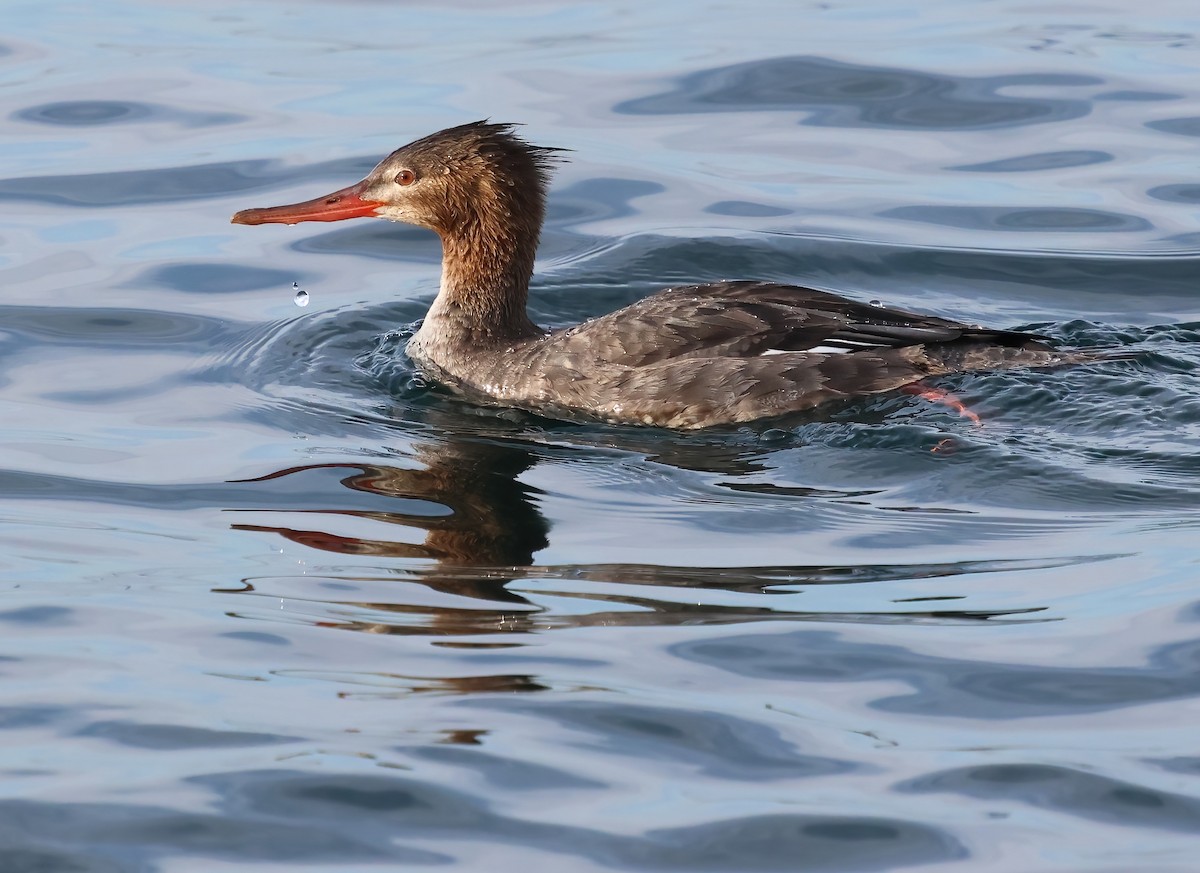 Serreta Mediana - ML647151402