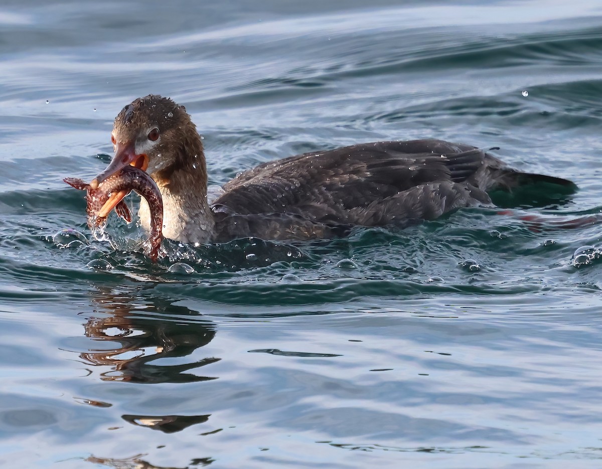 Serreta Mediana - ML647151403