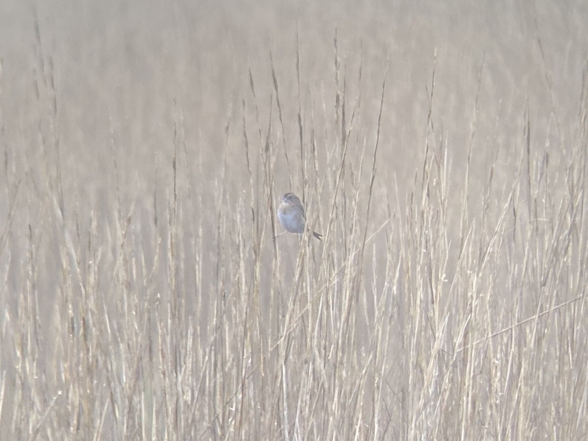 Chingolo de Nelson - ML647151407