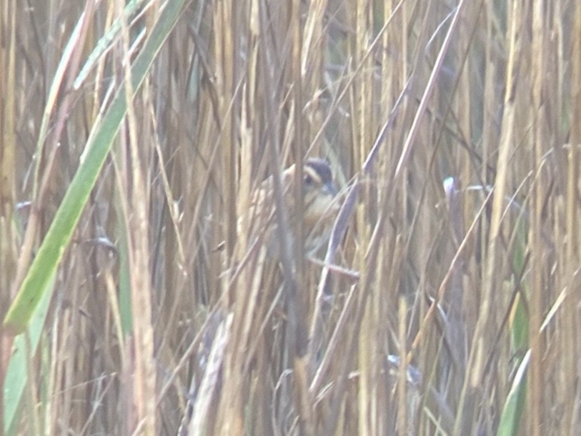 Chingolo de Nelson - ML647151408