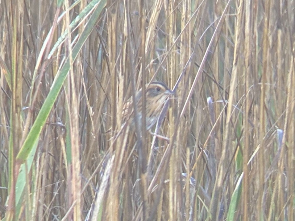 Chingolo de Nelson - ML647151409