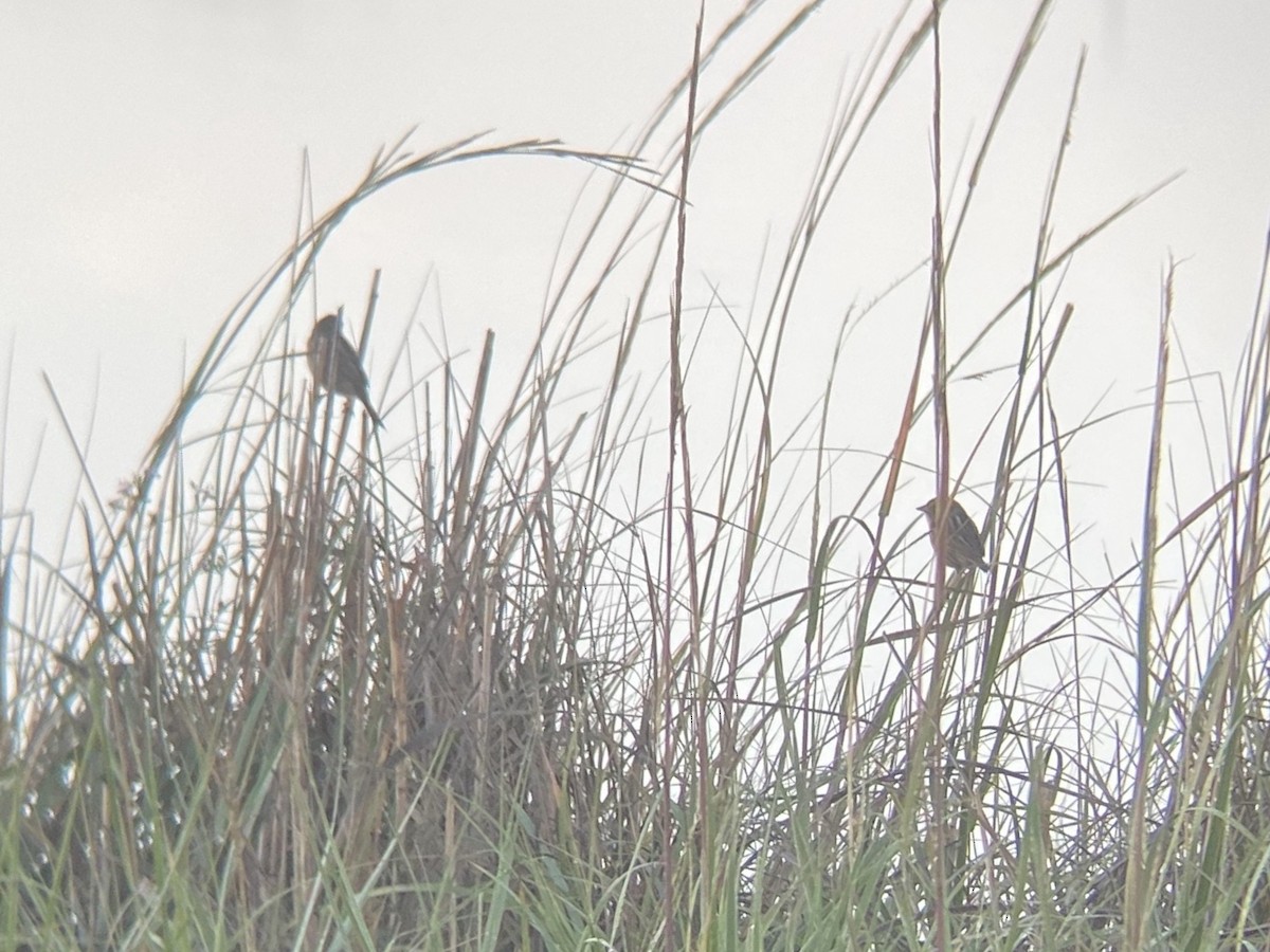 Chingolo de Nelson - ML647151410