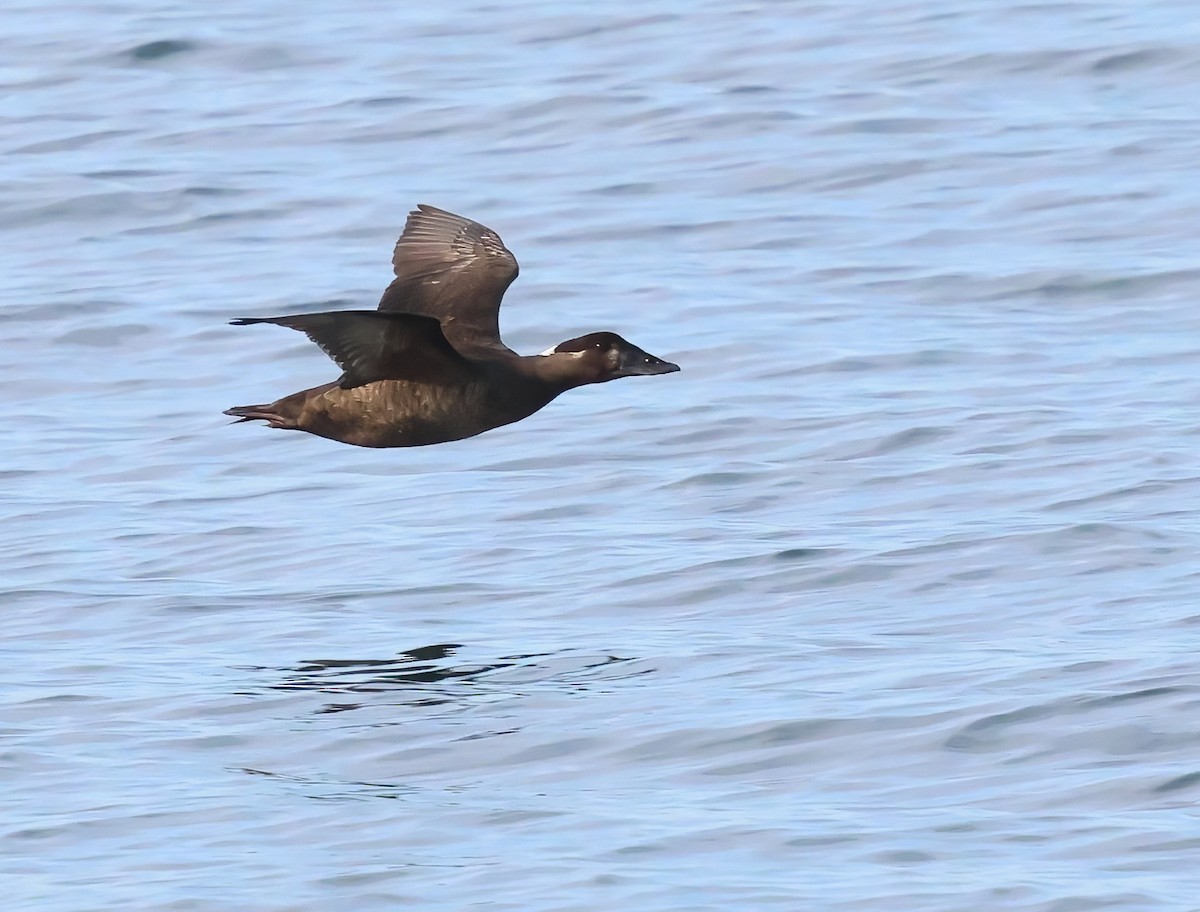 Negrón Careto - ML647151413