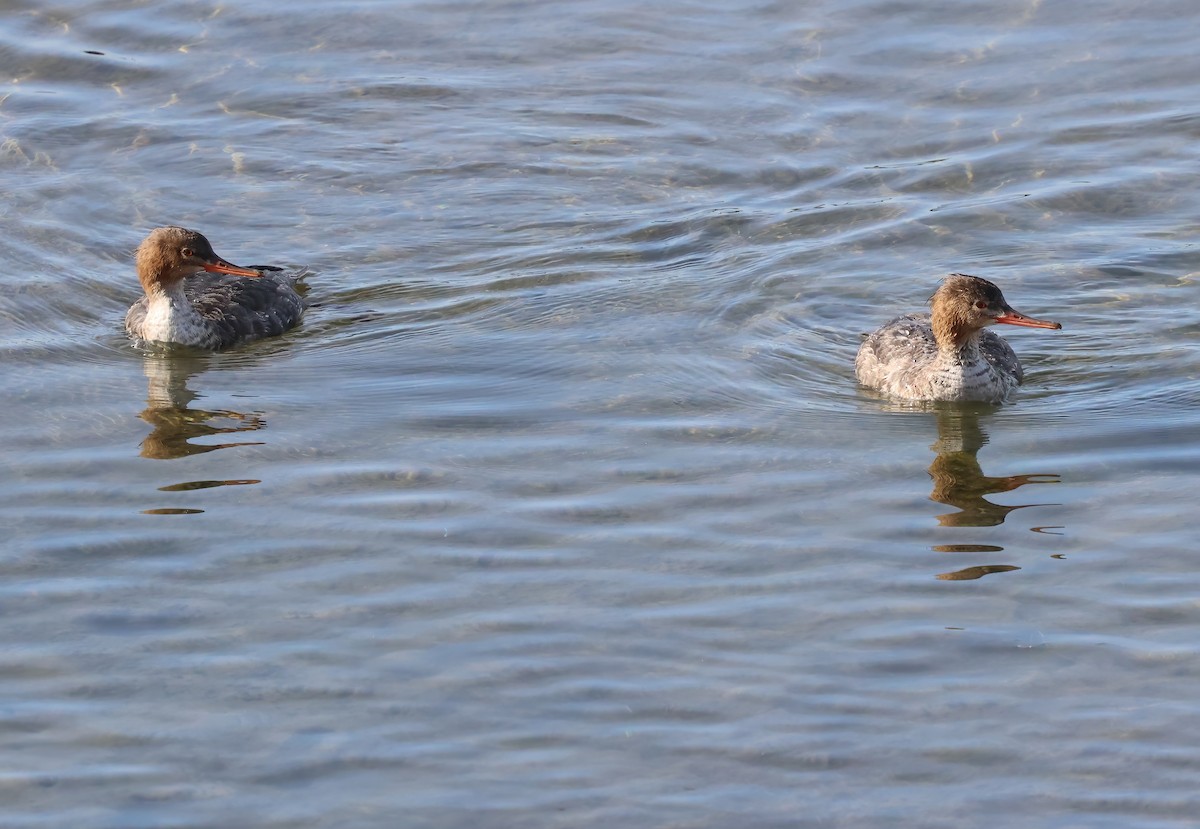 Serreta Mediana - ML647151415