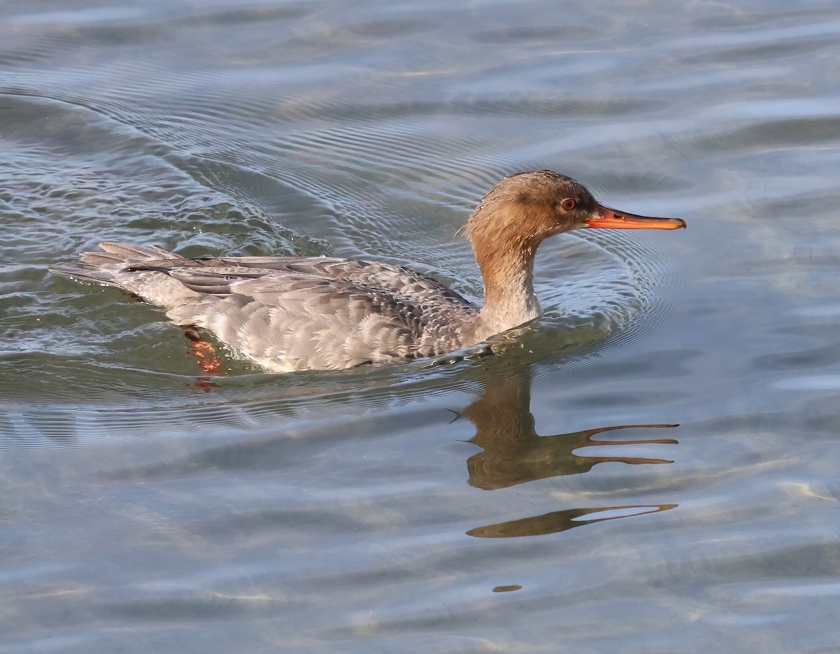 Serreta Mediana - ML647151426