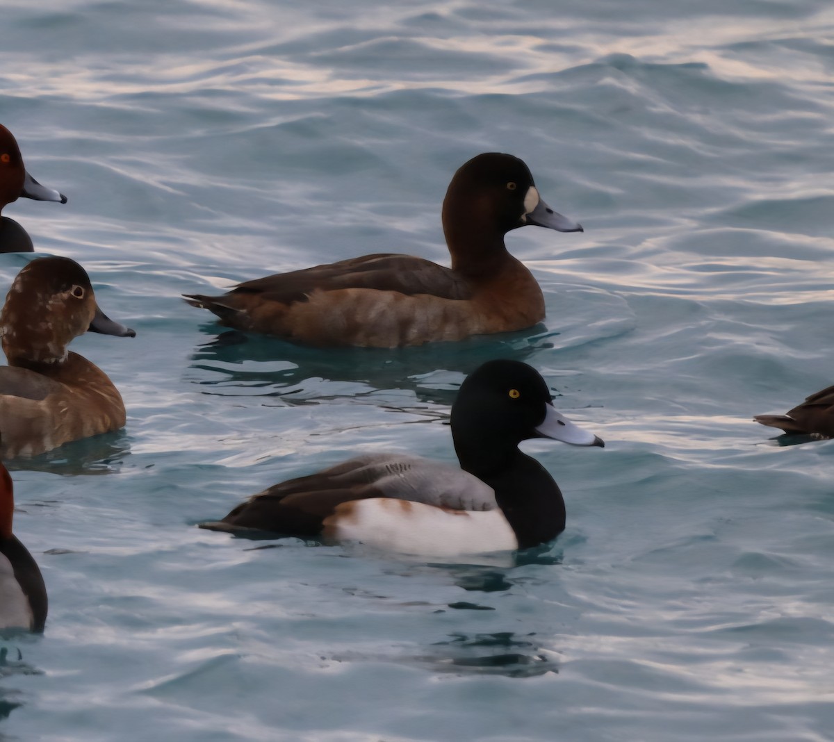 Murgilari handia - ML647151462