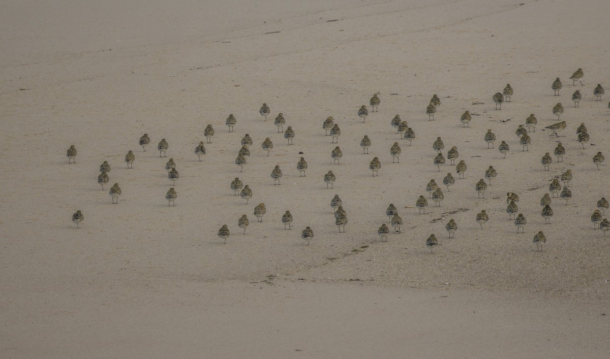 Сивка звичайна - ML647151494