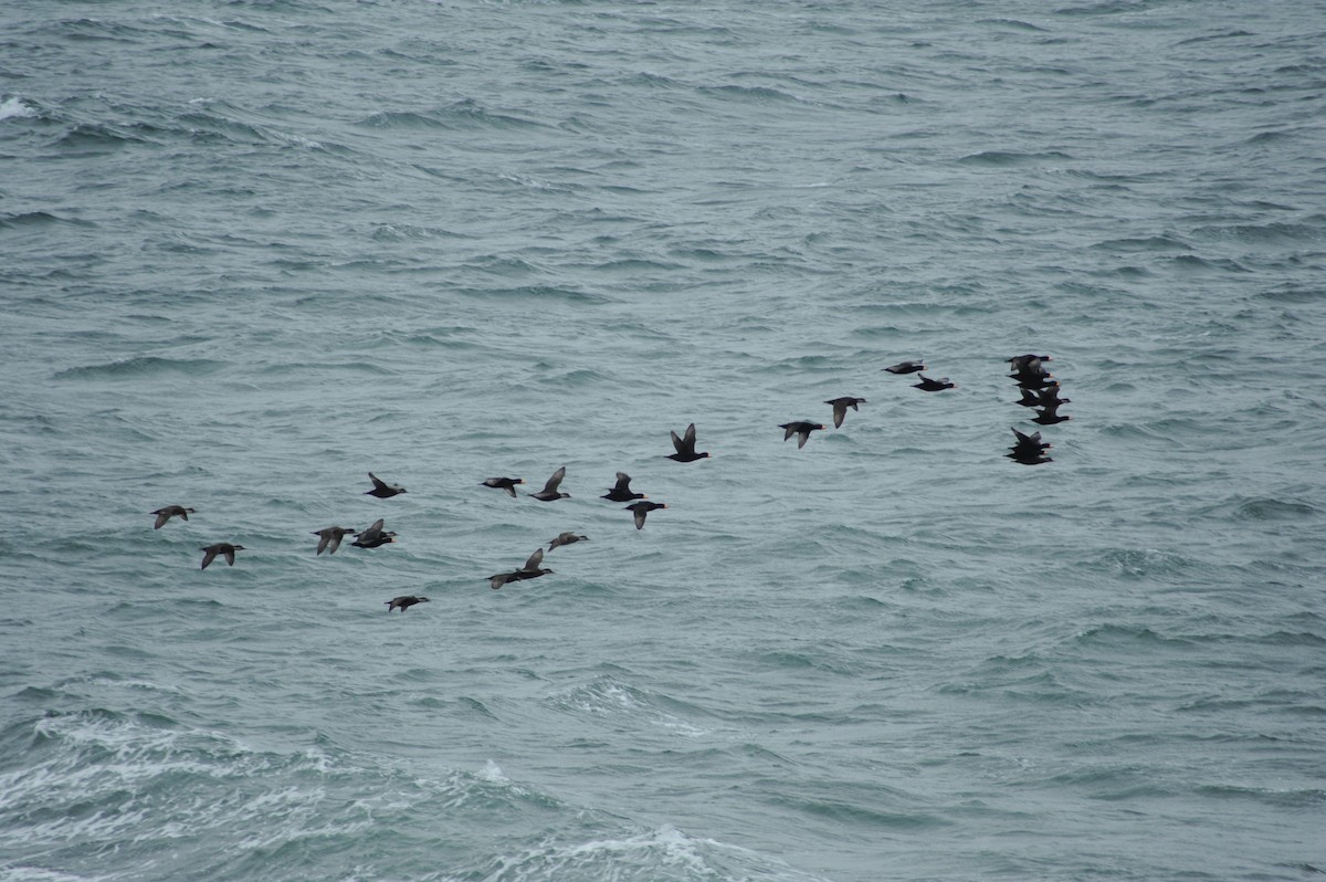 Black Scoter - ML647151496