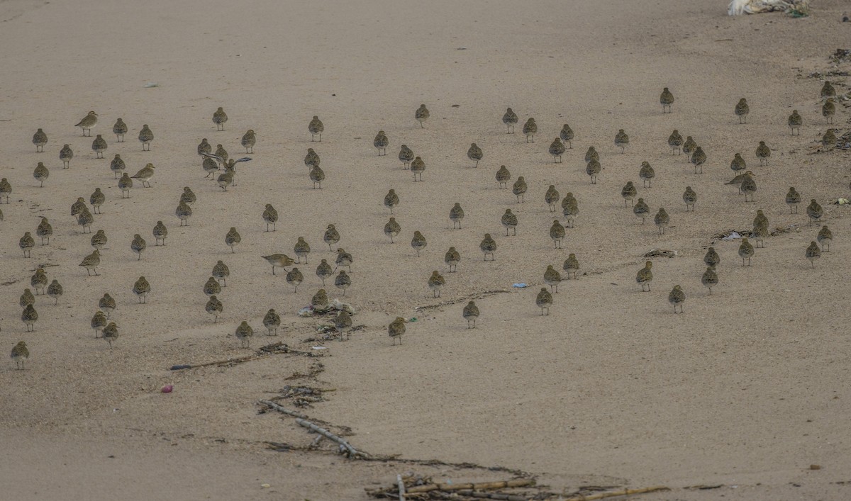 Сивка звичайна - ML647151497