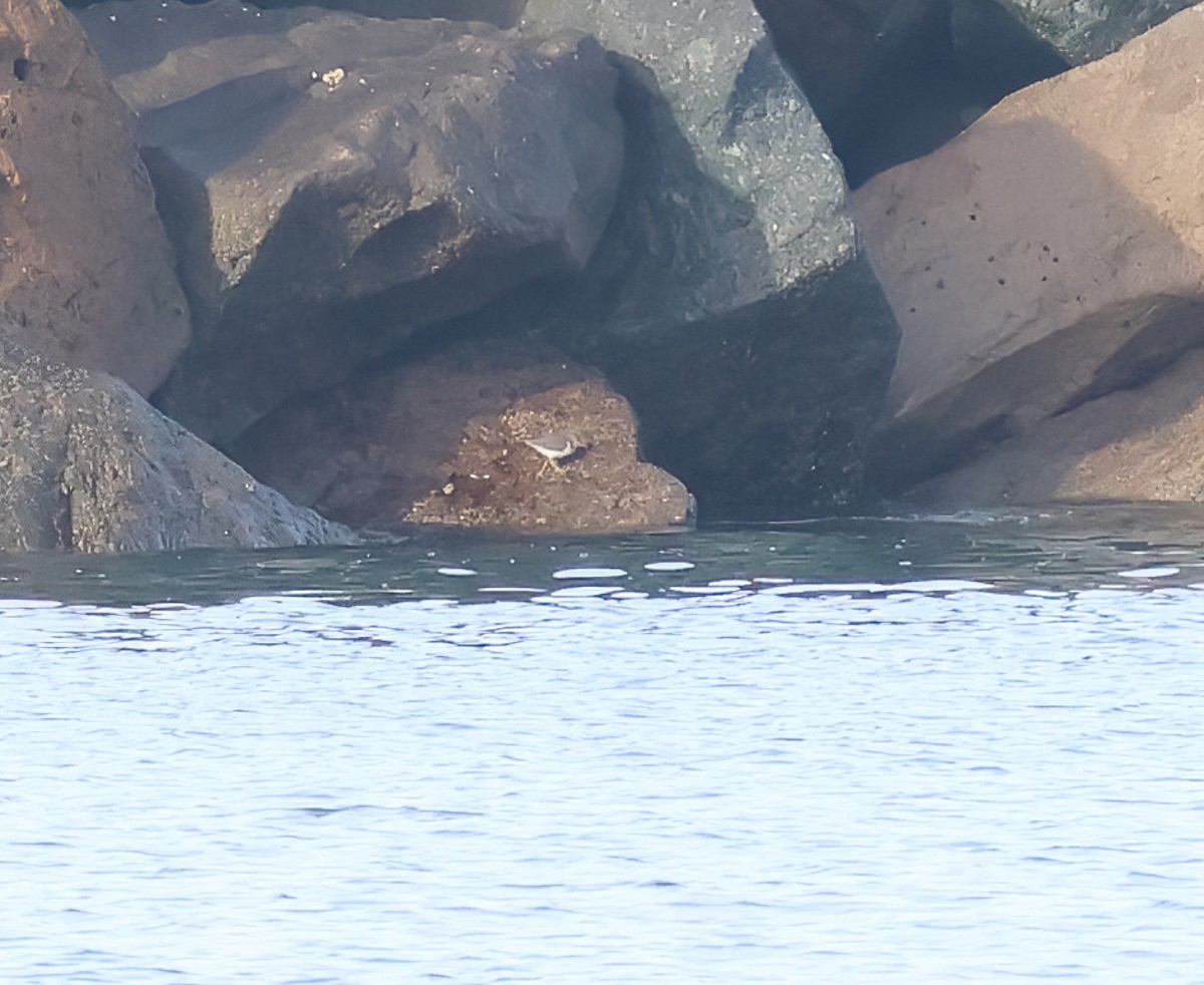 Andarríos Maculado - ML647151502