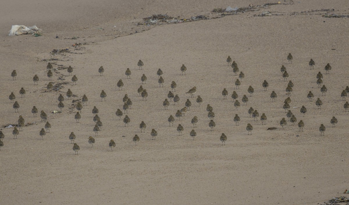 Сивка звичайна - ML647151503