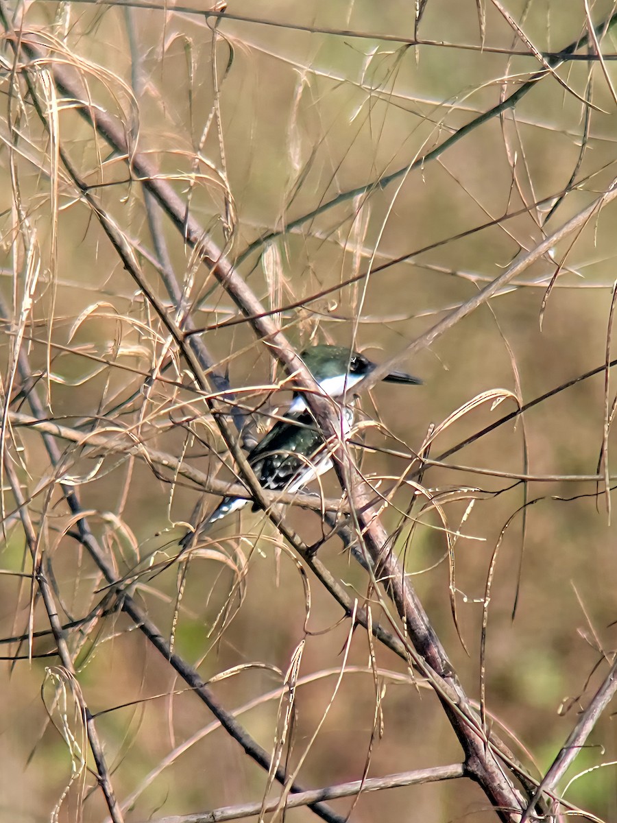 grønnisfugl - ML647151506