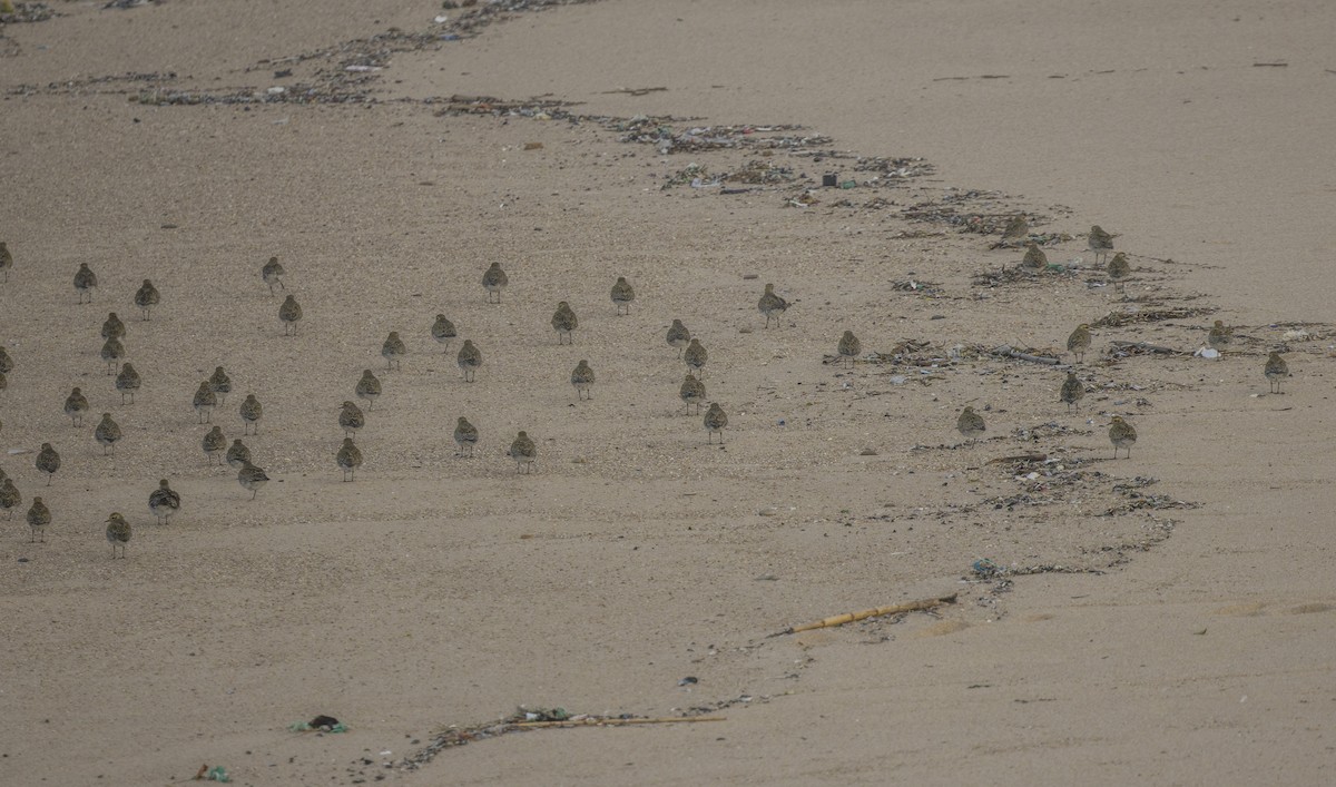 Сивка звичайна - ML647151507