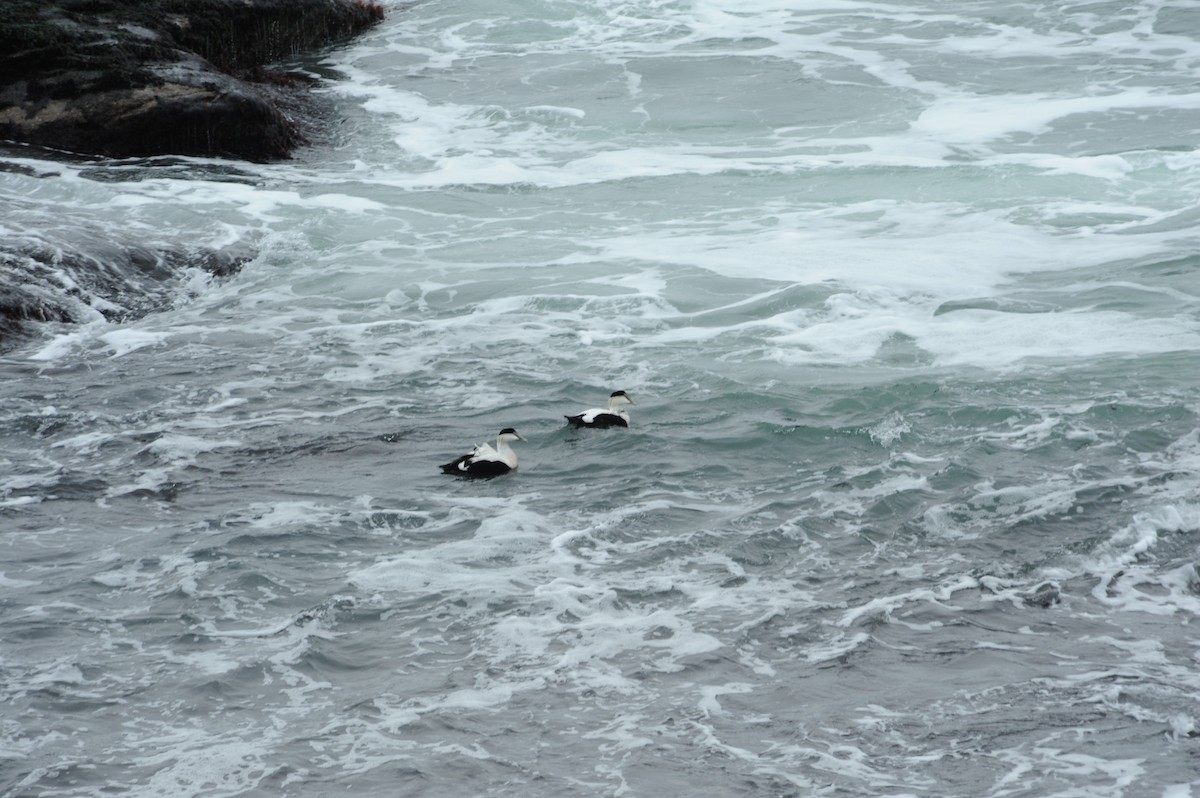 Common Eider - ML647151508