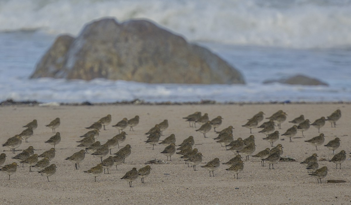 Сивка звичайна - ML647151509