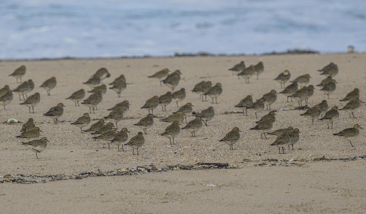 Сивка звичайна - ML647151513