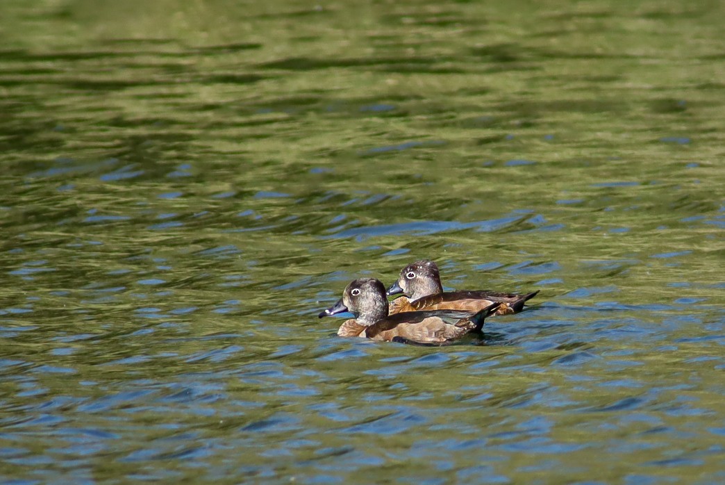 Ring-necked Duck - ML647151517