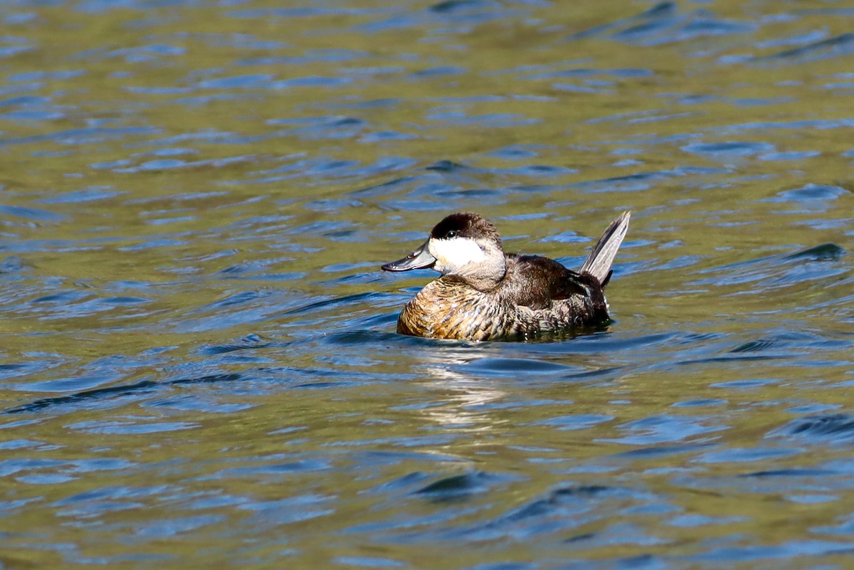 Ruddy Duck - ML647151519