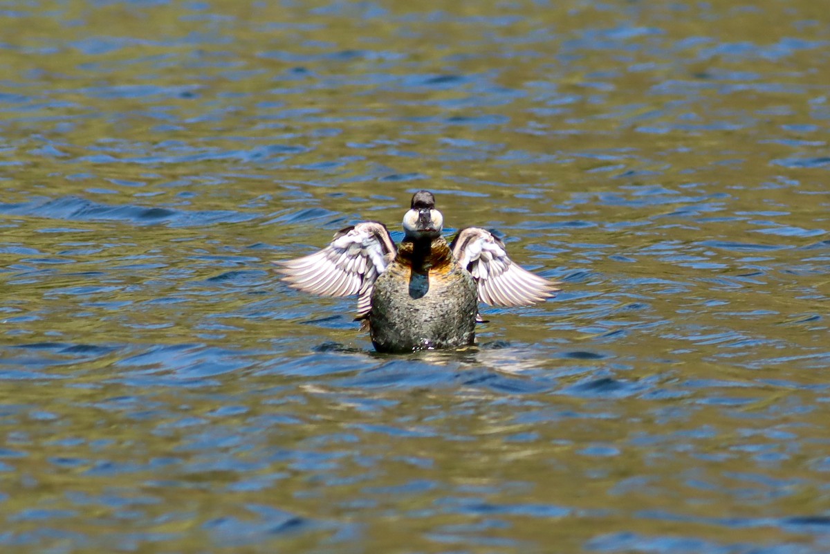 Ruddy Duck - ML647151520