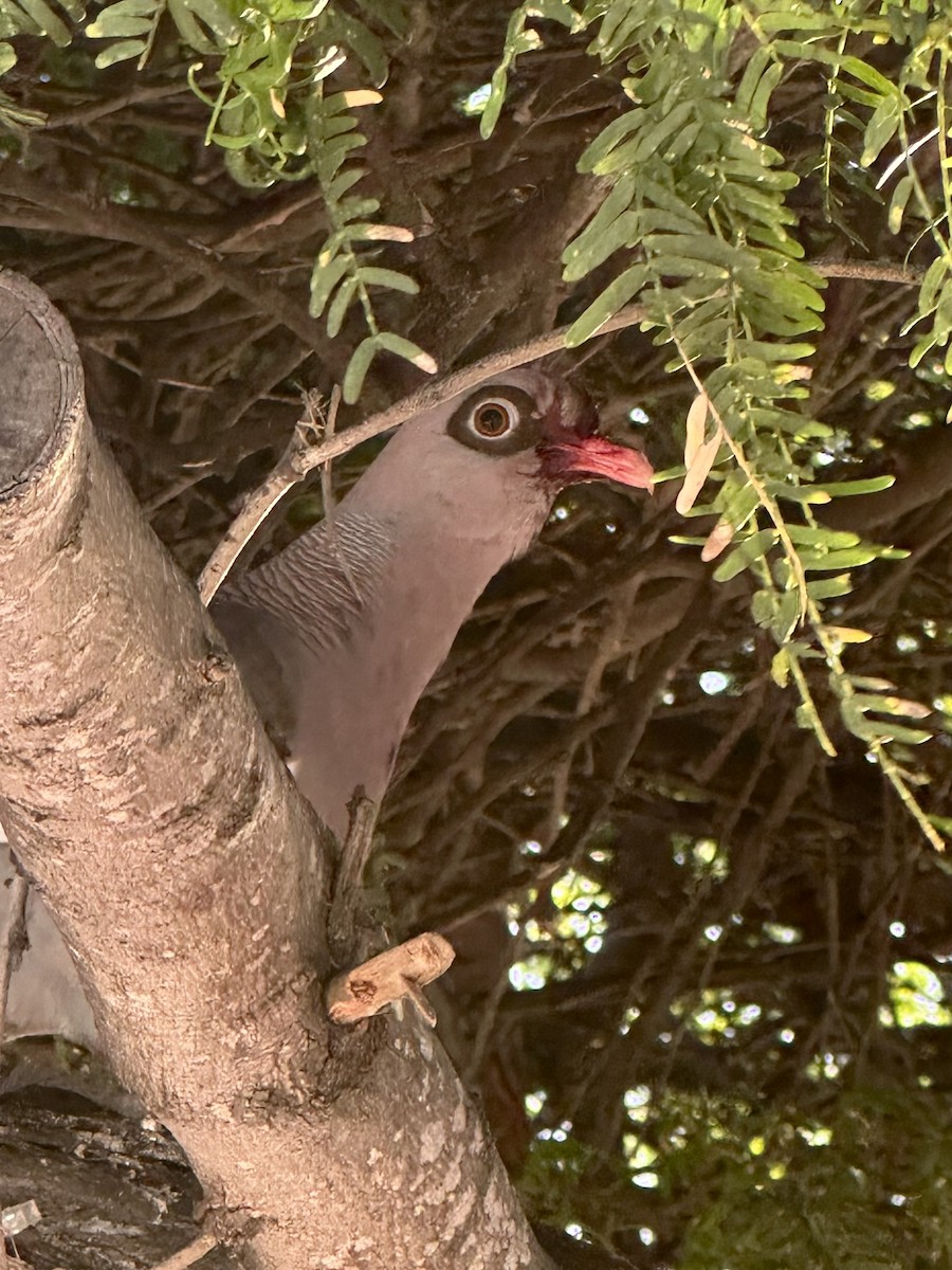 Bare-eyed Pigeon - ML647151530