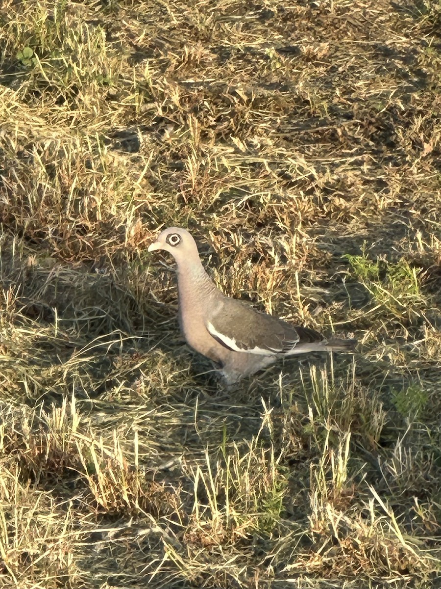 Bare-eyed Pigeon - ML647151531