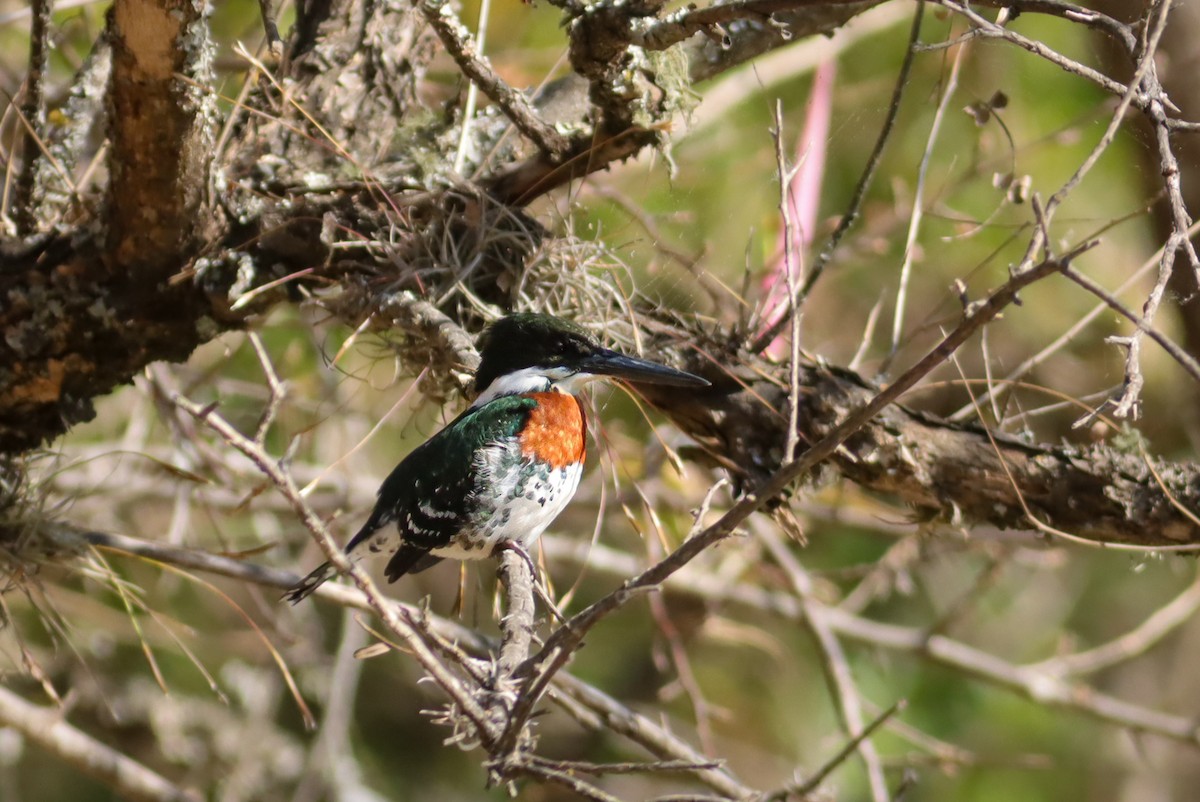 grønnisfugl - ML647151542