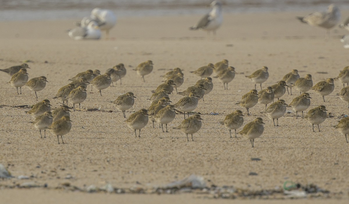 Сивка звичайна - ML647151543