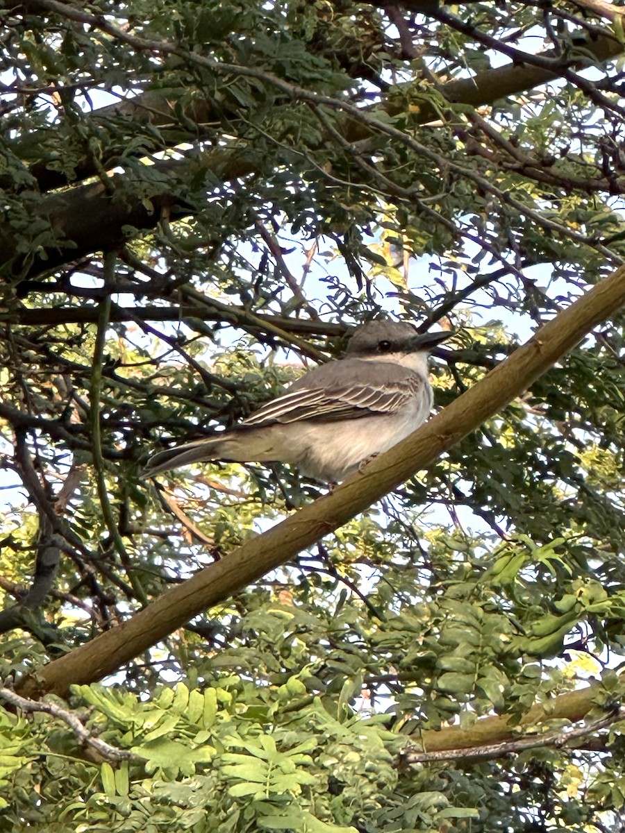 Gray Kingbird - ML647151544