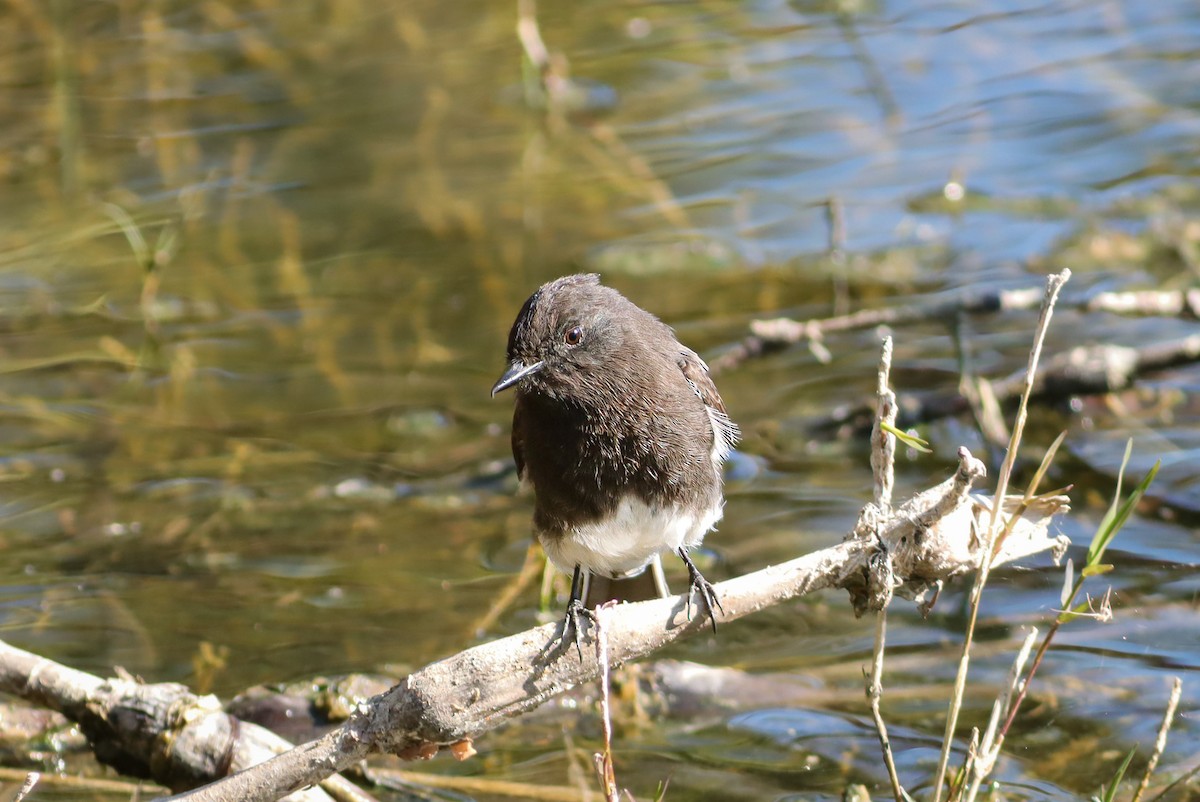 Black Phoebe - ML647151545
