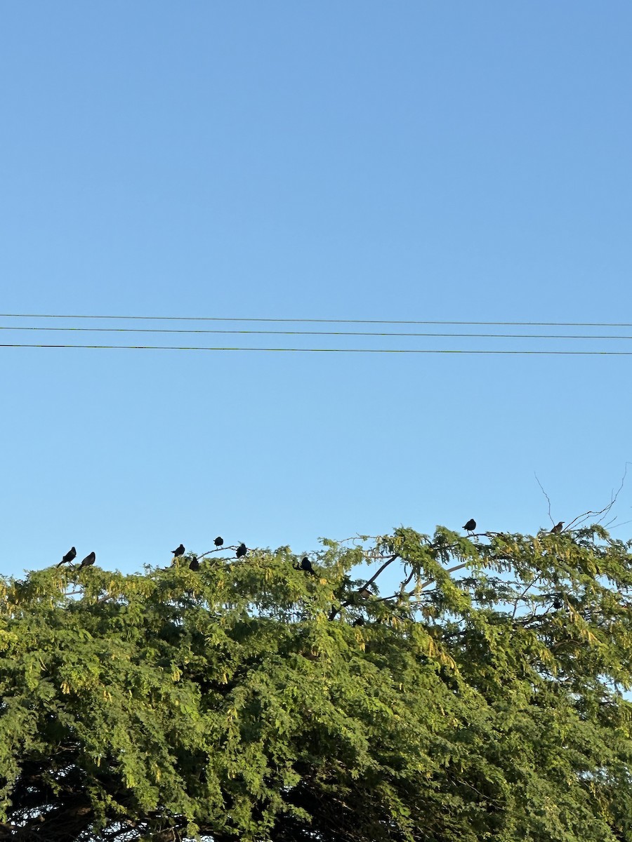 Carib Grackle - ML647151547