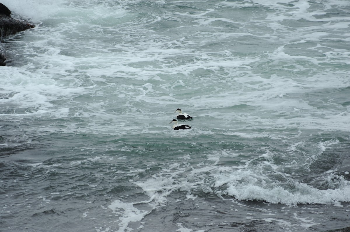 Common Eider - ML647151548