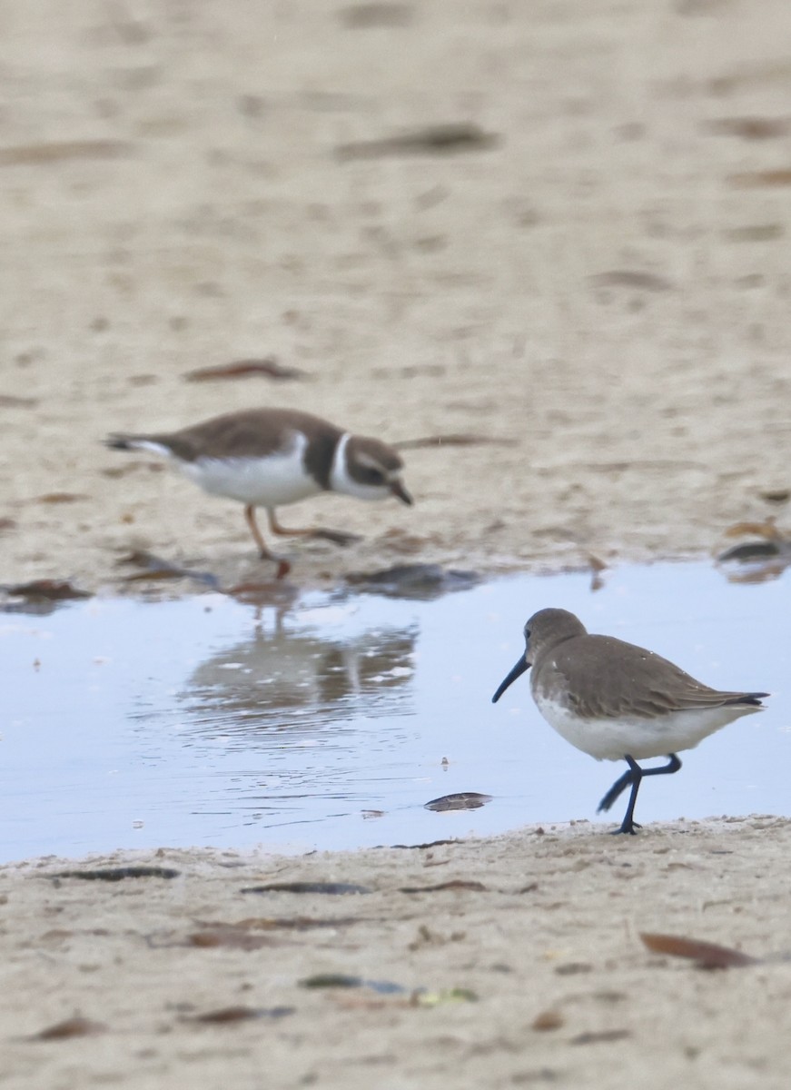 Semipalmated Plover - ML647151549