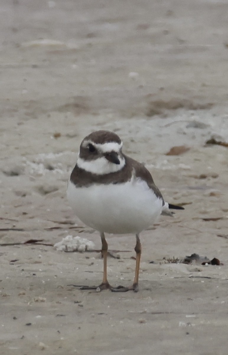 Semipalmated Plover - ML647151551