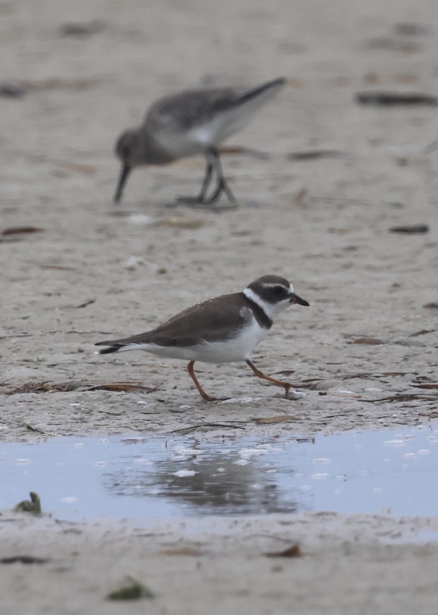 Semipalmated Plover - ML647151552