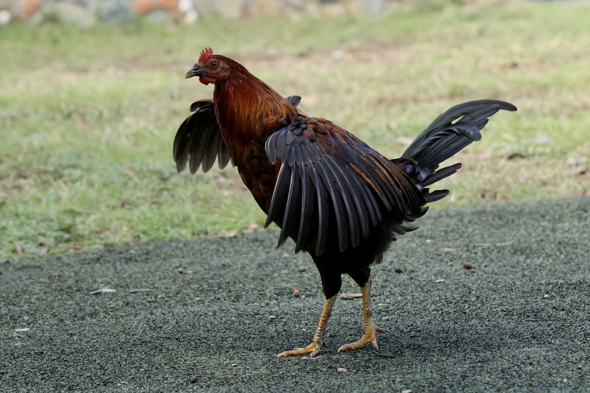 Red Junglefowl (Domestic type) - ML647151563