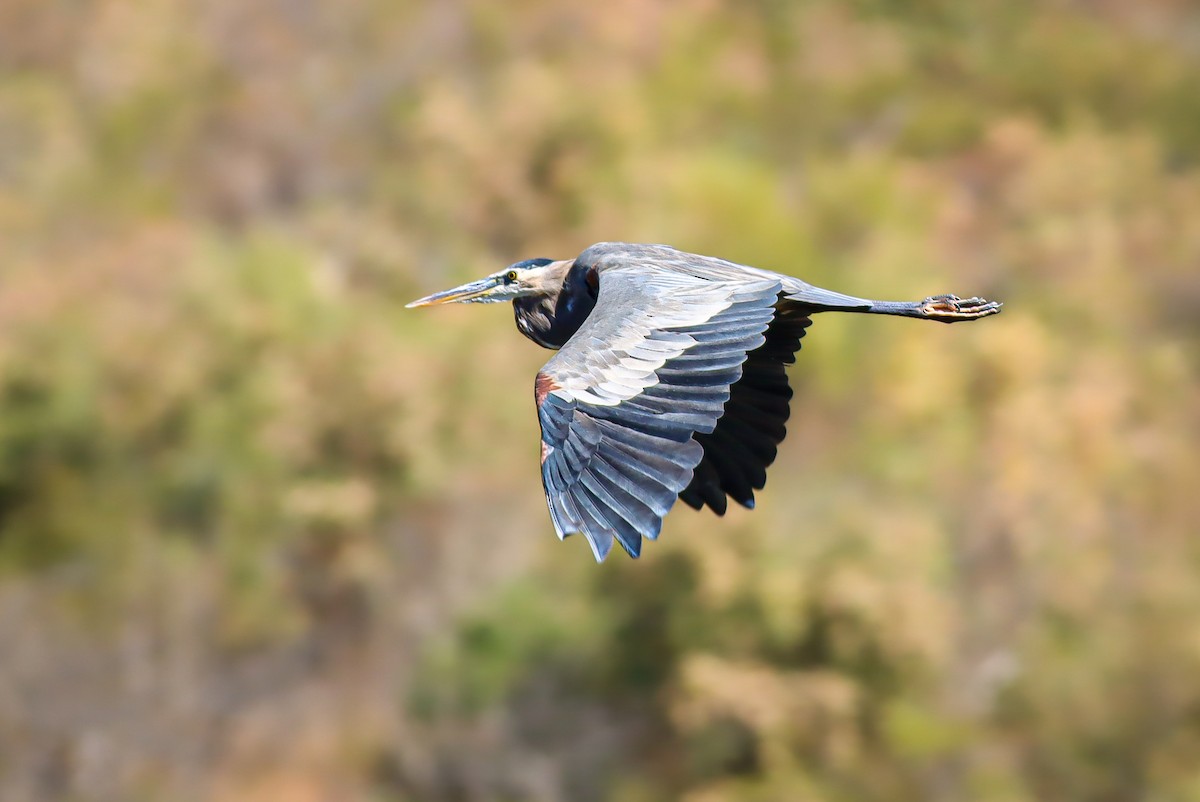 Great Blue Heron - ML647151565