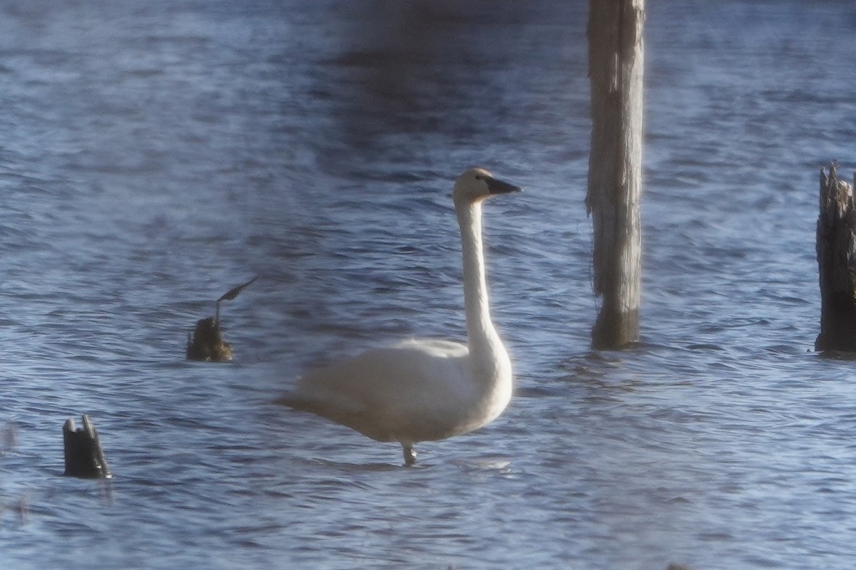 Tundra Swan - ML647151568