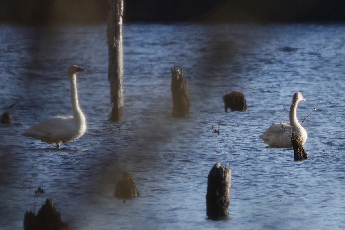 Tundra Swan - ML647151569