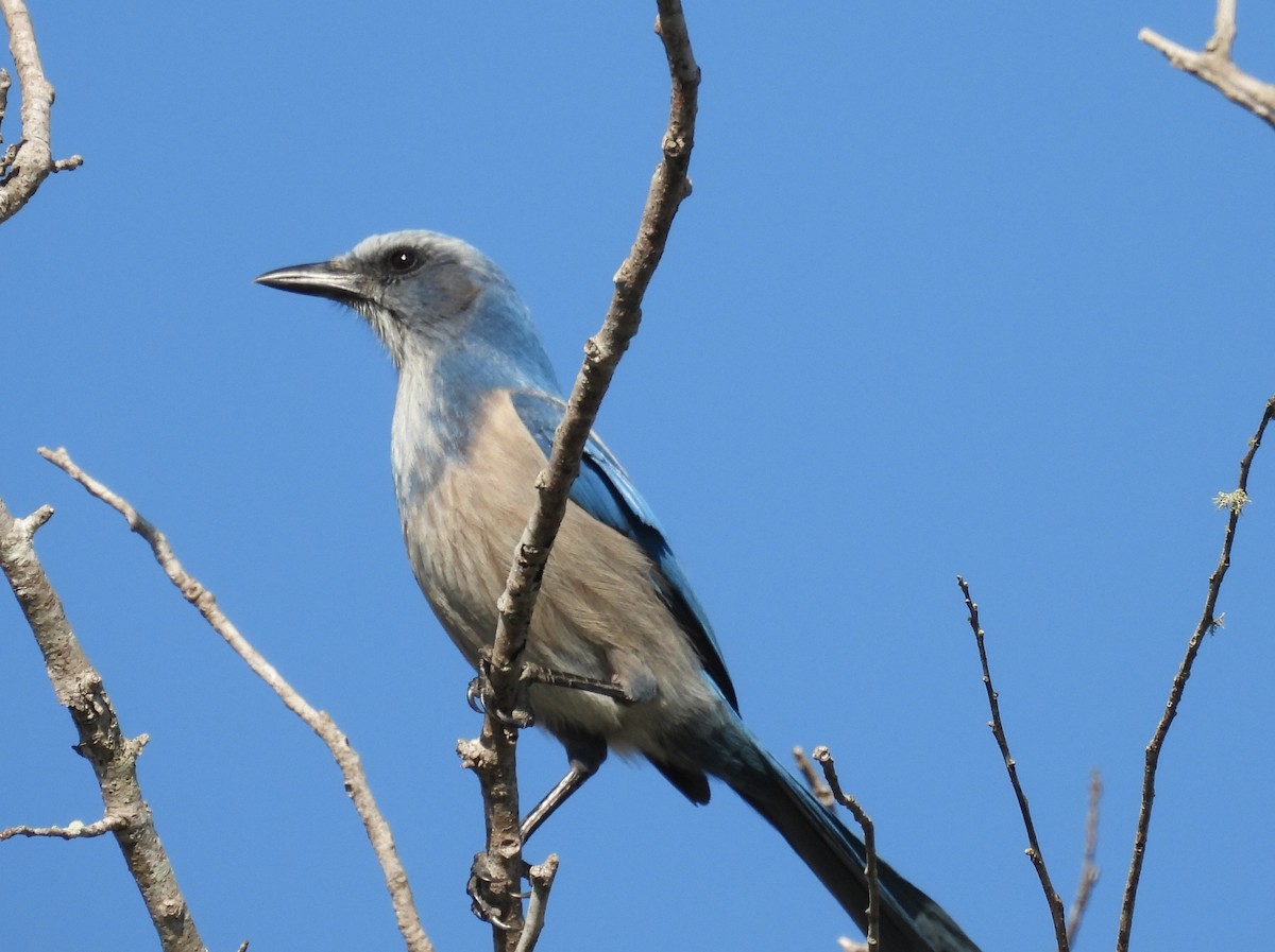Geai à gorge blanche - ML647151575