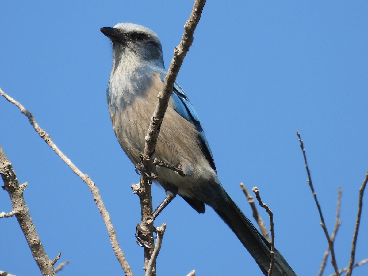 Geai à gorge blanche - ML647151576