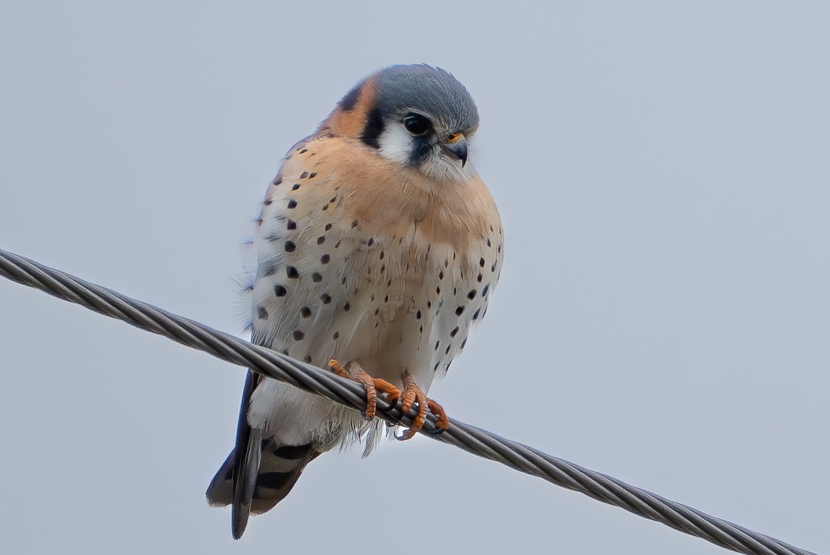 בז אמריקני - ML647151582