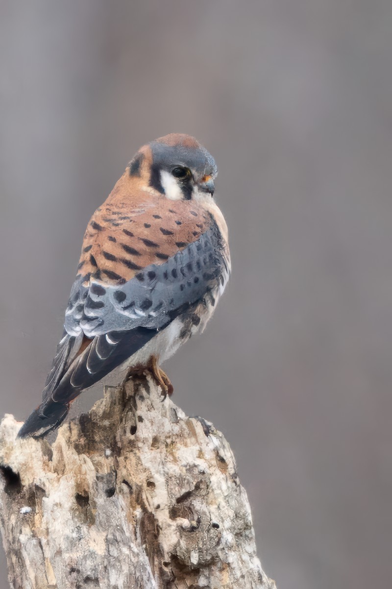 בז אמריקני - ML647151583