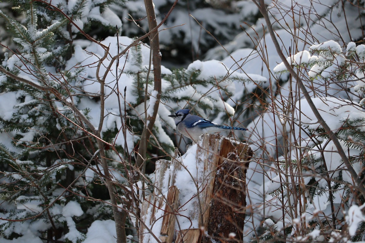 Сизойка блакитна - ML647151584