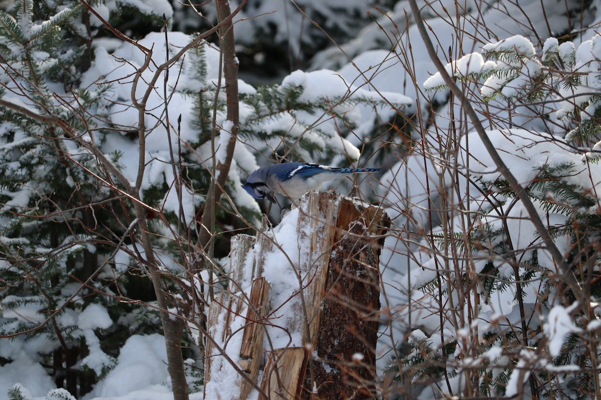 Сизойка блакитна - ML647151585