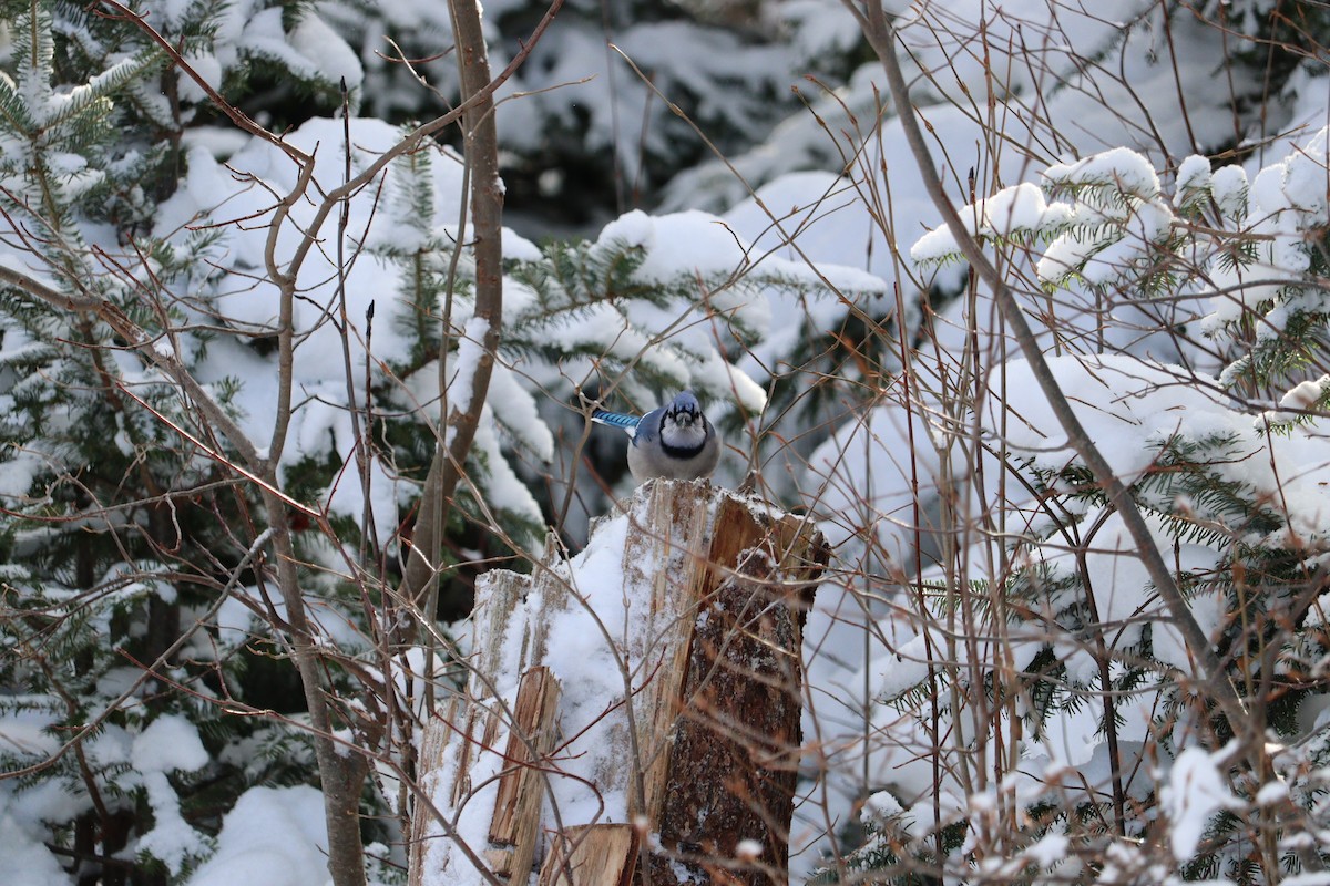 Сизойка блакитна - ML647151586