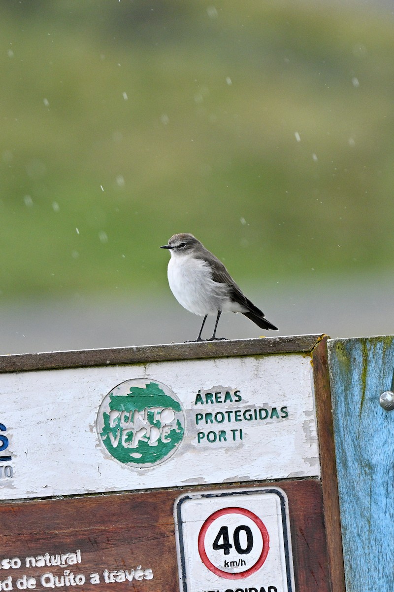 Plain-capped Ground-Tyrant - ML647151594