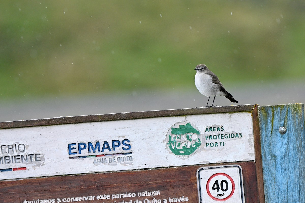 Plain-capped Ground-Tyrant - ML647151595