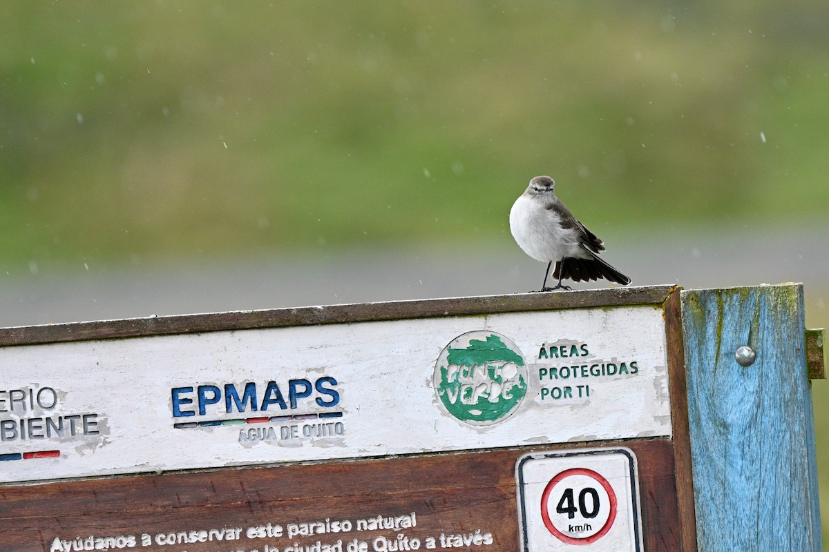 Plain-capped Ground-Tyrant - ML647151596