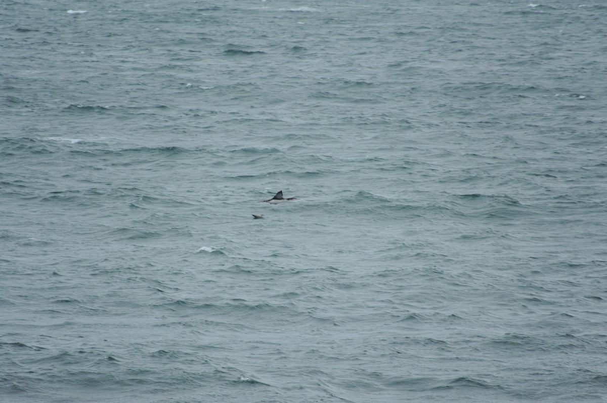 Common Loon - ML647151601