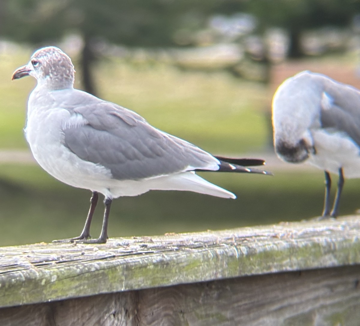 ワライカモメ - ML647151619